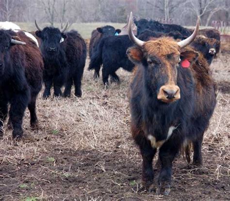 Résultat d’images pour yak cow cross