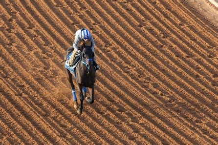 Shisospicy on Standby, Bentornato on Track for Dubai - BloodHorse