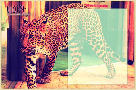 Image result for Leopard Layout
