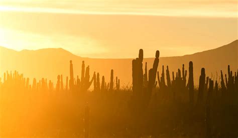 Deserts in Mexico - Surf the Sand