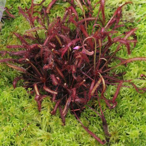 Drosera capensis cv.