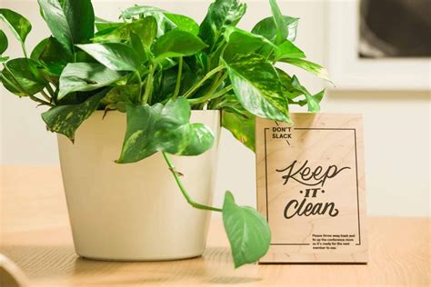 Devil’s Ivy (Pothos) Plant: The Complete Growth And Care Guide | UnAssaggio