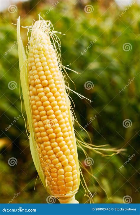 Ear of Corn Popular Farm Animal Feed Stock Photo - Image of foods, animal: 28892446