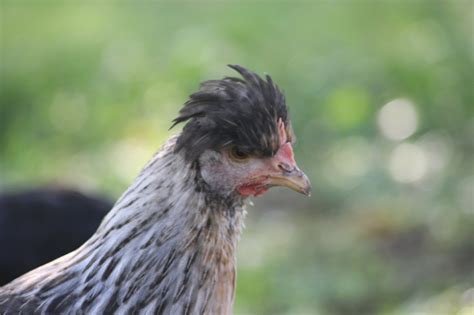 Crested Cream Legbar Chicks - Chicken Scratch Poultry