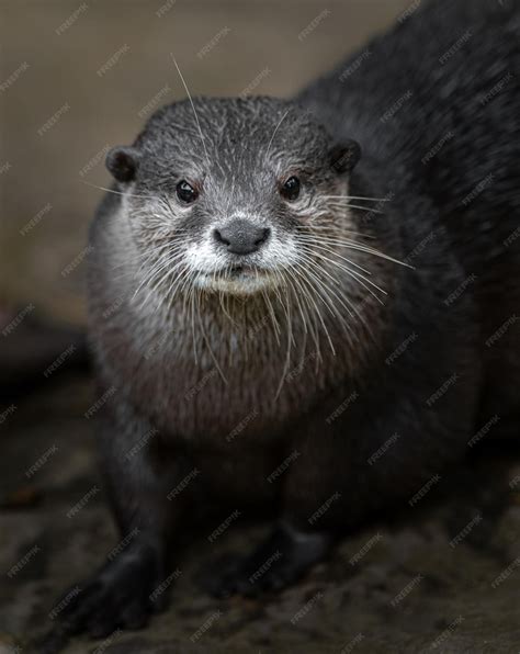 Premium Photo | Asian smallclawed otter