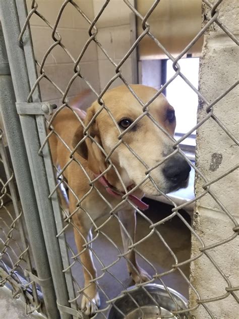 FIRST STATE ANIMAL CENTER AND SPCA - Camden DE - Hours, Directions ...