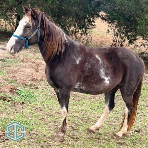 61) DOLLARS ALL OVER 21200744 - A young daughter of WGC Generator's ...