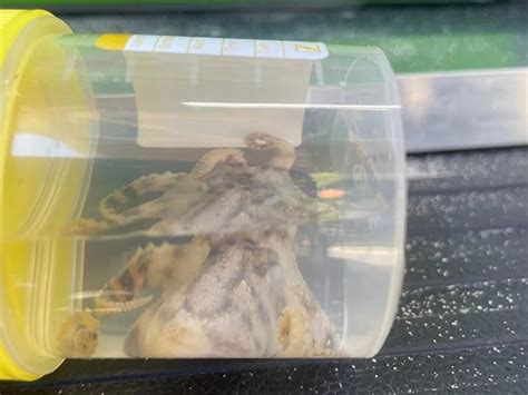 Image result for Blue-Ringed Octopus Attack