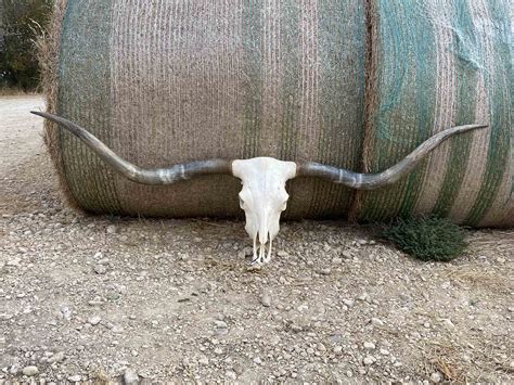 Rocking O Longhorns - Skulls