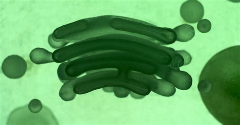 Alien DNA in Humans 的图像结果