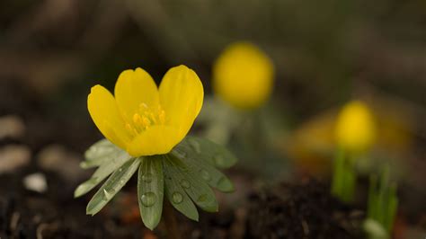 Download wallpaper 3840x2160 winter aconite, aconite, flower, petals ...
