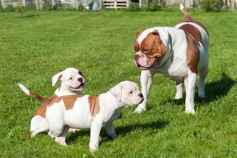 How Much Are Scott American Bulldogs