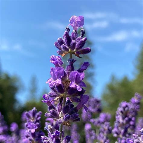 Lavender Colored Flowers Beautiful Purple Flowers: Names, Types, And