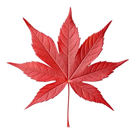 AI generated Japanese maple leaf clip art 34928323 PNG