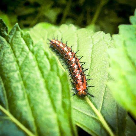What Do Caterpillars Eat? 6 Food Sources For A Caterpillar-Friendly Garden