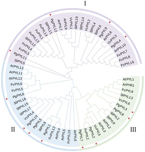 Insights into the PYR/PYL/RCAR Gene Family in Pomegranates (Punica granatum L.): A Genome-Wide ... - family of pomegranate
