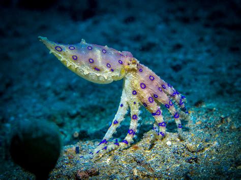 Image result for Blue-Ringed Octopus Poison