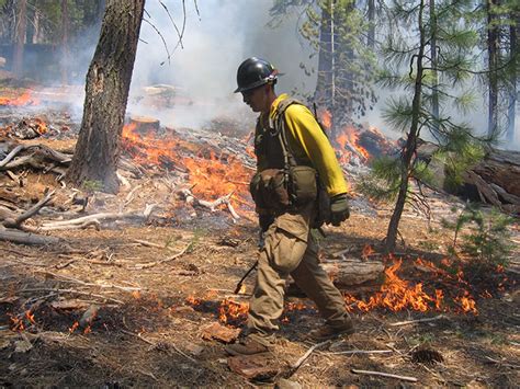 Image result for Forest Fire Project