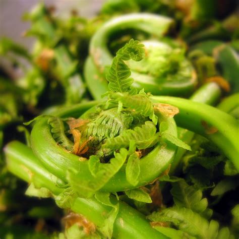 Image result for fiddlehead