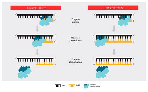 Image result for Reverse Transcriptase Cell Line