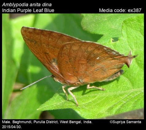 Amblypodia anita | Butterfly