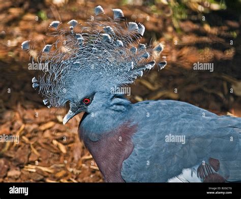 Victoria Crowned Pigeon (goura victoria Stock Photo - Alamy