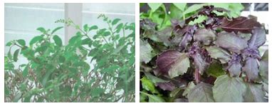 vedic-lifestyle/food/plants/tulasi - Indian Scriptures