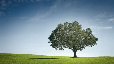 Image result for Binary Tree Visualization Python