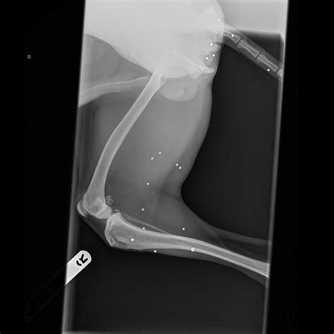 Dog left riddled with 60 pellet gun wounds after being shot by ...