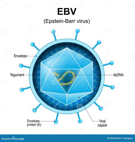 Epstein-Barr Virus. EBV Structure Stock Vector - Illustration of herpesvirus, microbiological ...
