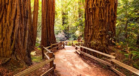 How To Spend A Perfect Day At Muir Woods National Monument