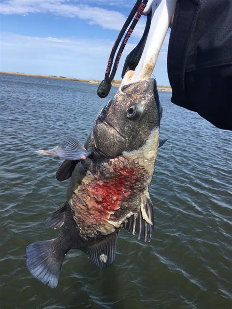 654 best Black Drum images on Pholder | Fishing, Kayakfishing and Drums