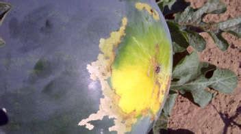 Krishi Gyaan - Damage caused by caterpillar in water melon - Agrostar