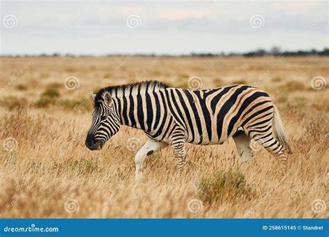 Image result for Zebra Side View