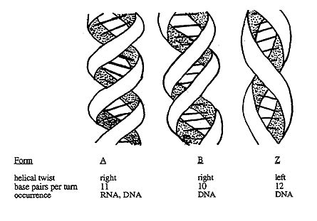 What are chromatin? Definition, Types and Importance - biology | AESL
