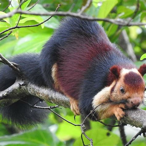 Indian Giant Squirrel