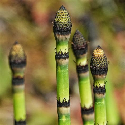 Equisetum Horsetail Plant