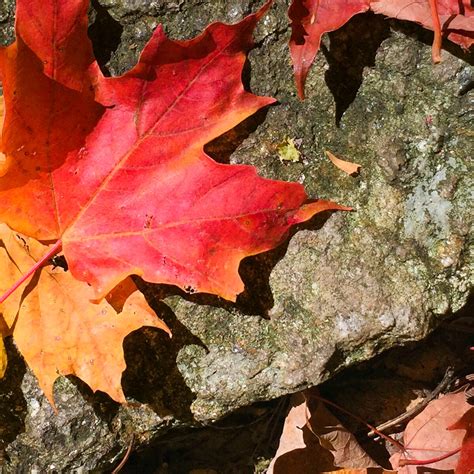 Buy Red Maple Leaf on Stone Photo Print Online in India - Etsy