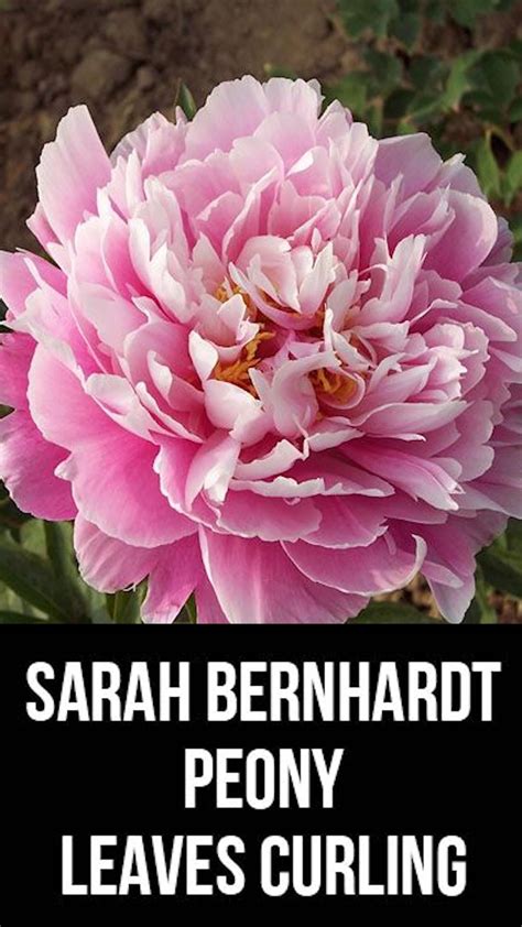 How to plant and care for peonies – Artofit