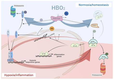 The Mechanisms of Action of Hyperbaric Oxygen in Restoring Host ...