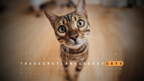 Do Cats Prefer Left Or Right Paws? The Surprising Truth Revealed