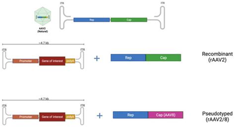 Genetic Therapy Approaches for Ornithine Transcarbamylase Deficiency