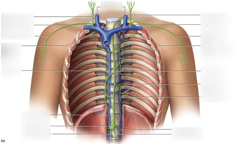 Image result for Lymph trunk Lymphatic System