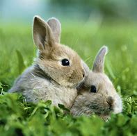 Image result for Cute Fuzzy Bunnies