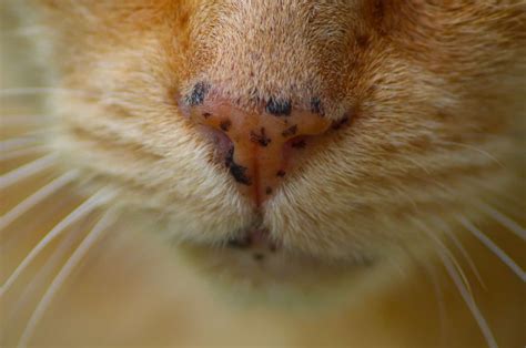 What Are Black Spots On Cat's Gums at Dominic Nanya blog