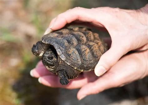 Image result for Snapping Turtle Call