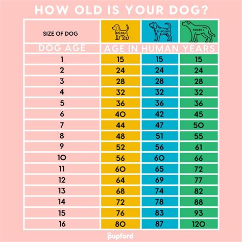Cálculo de la Edad en el Perro
