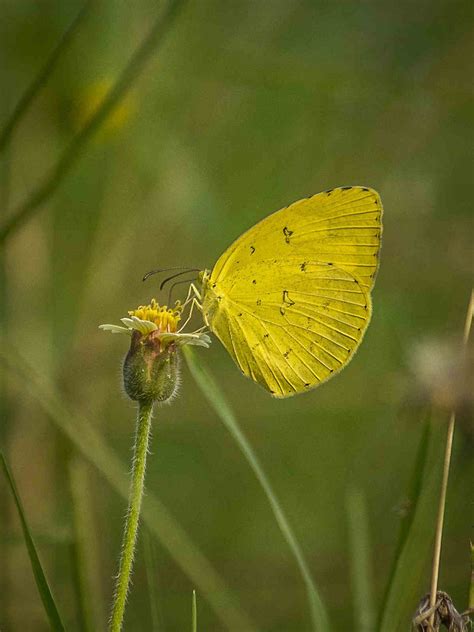 Yellow Butterfly Symbolism and Spiritual Meaning - SimplyBeyondHerbs
