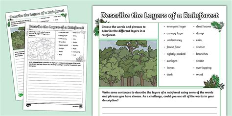 Rainforest Layers Worksheet 的图像结果