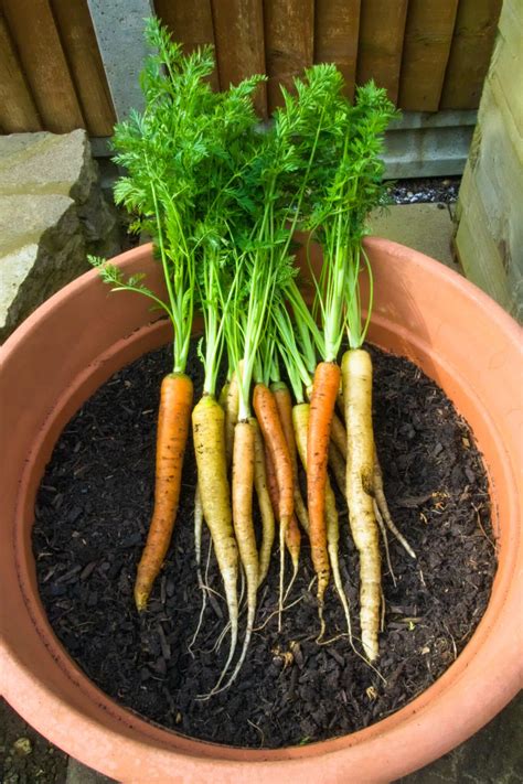 Container Gardening Carrots